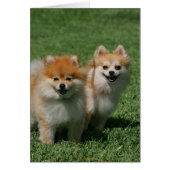 2 Pomeranians Looking at Camera (Front)