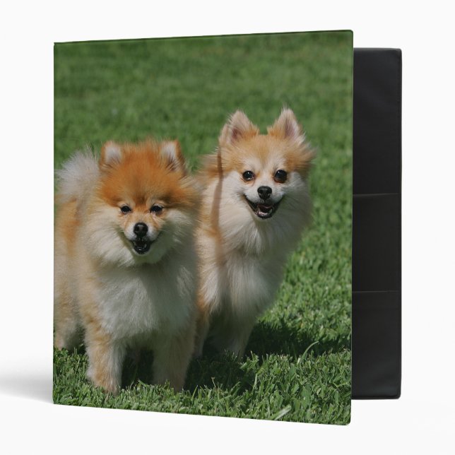 2 Pomeranians Looking at Camera Binder (Front/Inside)