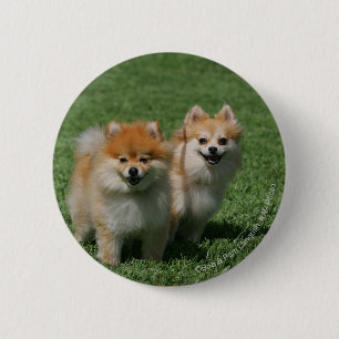 2 Pomeranians Looking at Camera Button