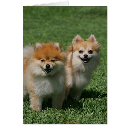 2 Pomeranians Looking at Camera Cards (Front)