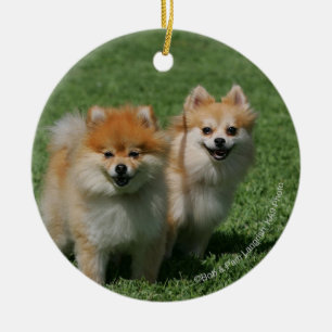 2 Pomeranians Looking at Camera Ceramic Ornament