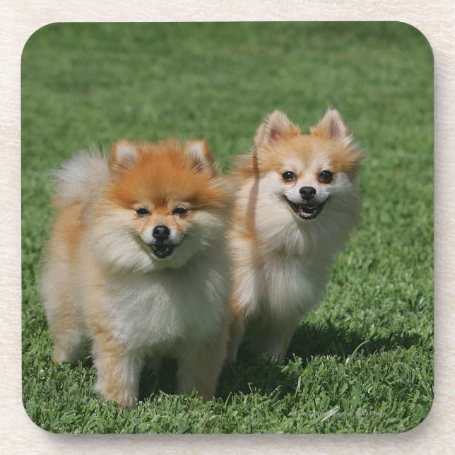 2 Pomeranians Looking at Camera Drink Coaster (Front)