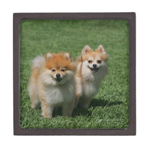 2 Pomeranians Looking at Camera Jewelry Box