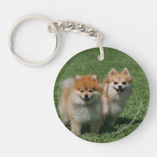 2 Pomeranians Looking at Camera Keychain