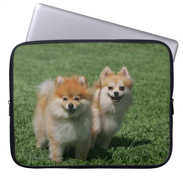 2 Pomeranians Looking at Camera Laptop Sleeve (Front)