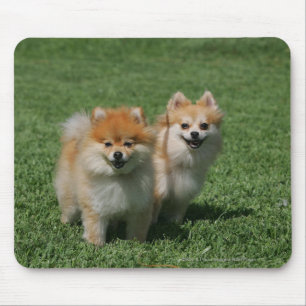 2 Pomeranians Looking at Camera Mouse Pad