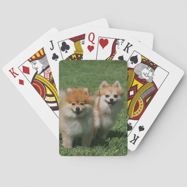 2 Pomeranians Looking at Camera Poker Cards (Back)