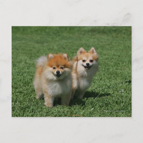 2 Pomeranians Looking at Camera Postcard