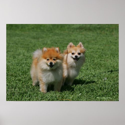 2 Pomeranians Looking at Camera Poster