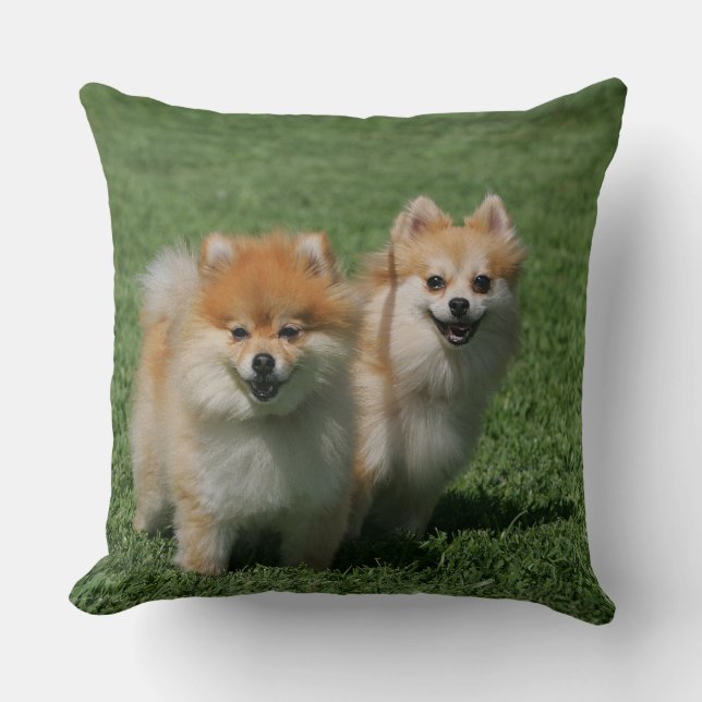 2 Pomeranians Looking at Camera Throw Pillow (Front)