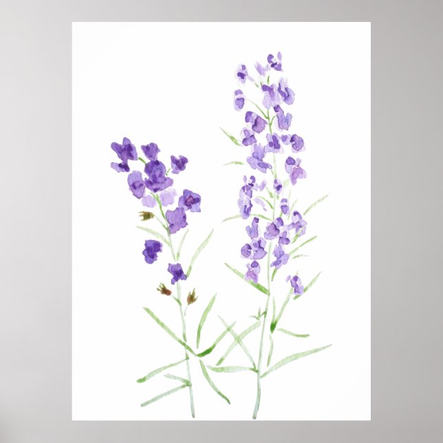 2 purple wildflower watercolor  poster (Front)