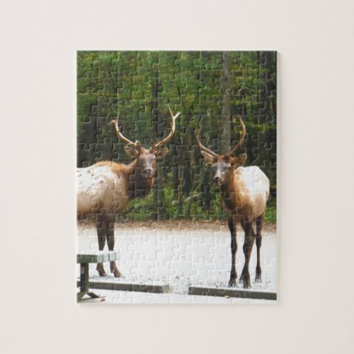 2 Rocky Mountain Elk Jigsaw Puzzle