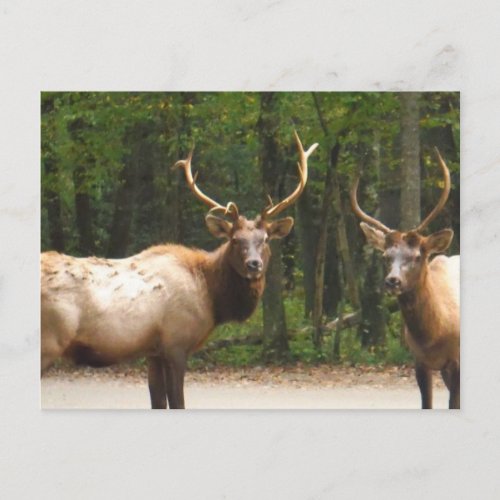 2 Rocky Mountain Elk Postcard