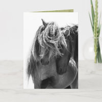 2 Sable Island Stallions Wild Horse Greeting Card