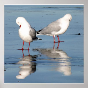 2 Seagulls on a Beach Poster