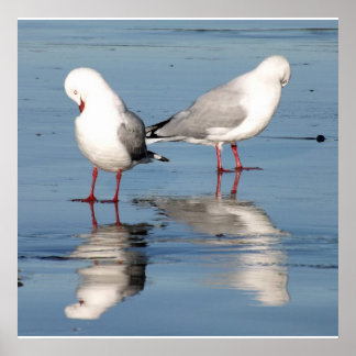 2 Seagulls on a Beach Poster