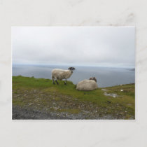 2 Sheeps Postcard