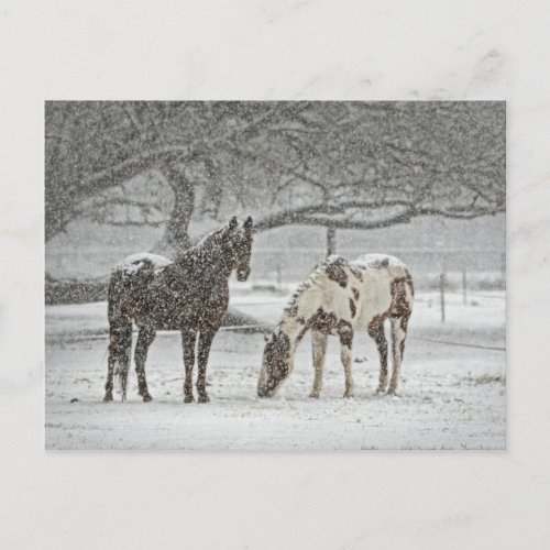 2 Snowy Horses under a tree Postcard