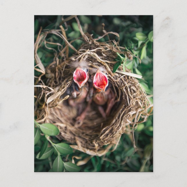2 Spring Baby Birds in Nest, Wildlife Photography Postcard (Front)