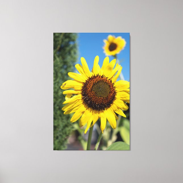 2 Sunflowers Canvas Print (Front)