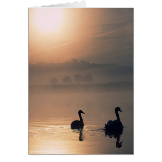 2 Swans Cards