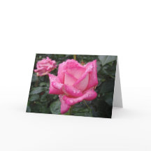 2-Tone Pink Rose