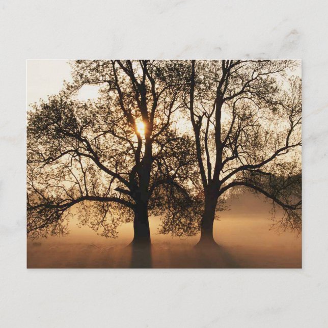 2 TREES SEPIA GOLD ORANGE POSTCARD (Front)