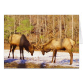 2~ two Bull Elk in the snow (Front Horizontal)