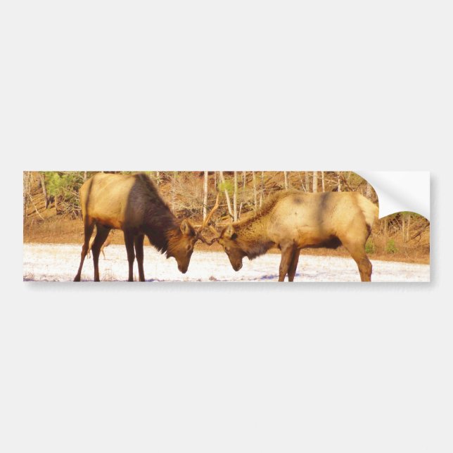 2~ two Bull Elk in the snow Bumper Sticker (Front)