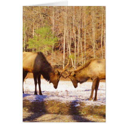 2~ two Bull Elk in the snow Cards (Front)