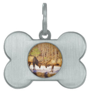 2~ two Bull Elk in the snow Pet Tag