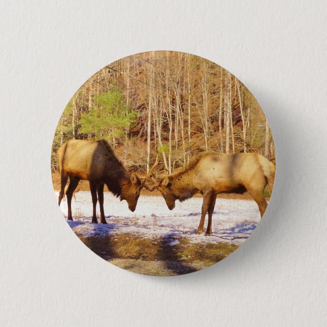 2~ two Bull Elk in the snow Pinback Button (Front)