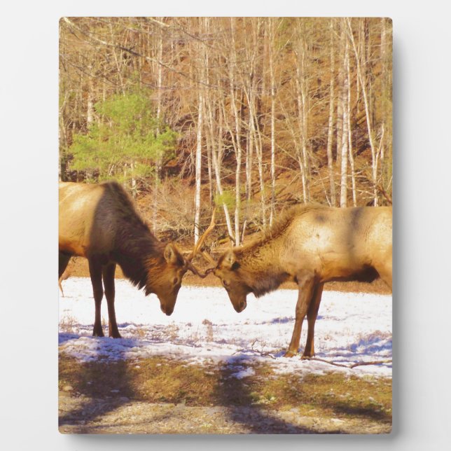 2~ two Bull Elk in the snow Plaque (Front)