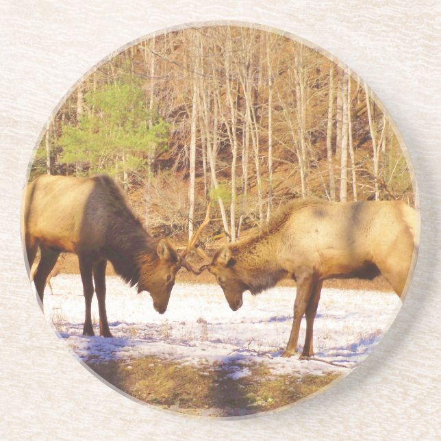 2~ two Bull Elk in the snow Sandstone Coaster (Front)