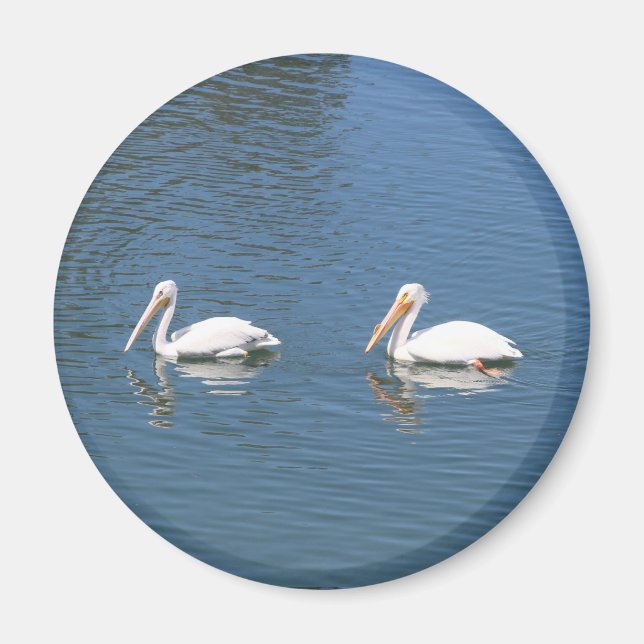 2 white pelicans magnet (Front)