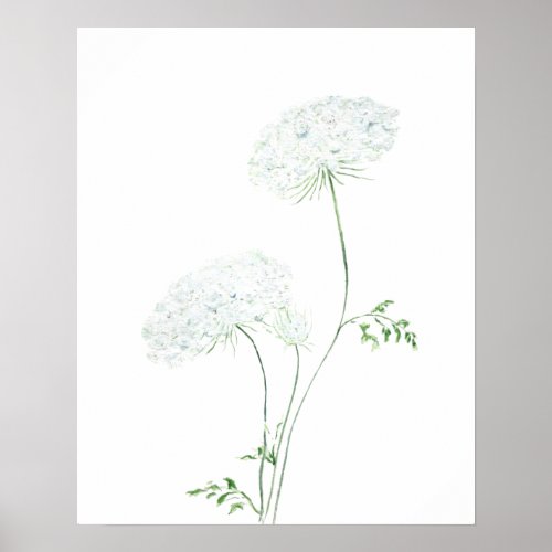 2 white Queen Ann Lace watercolor painting Poster