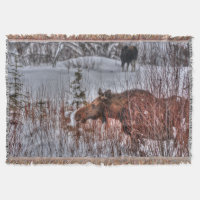2 Wild Canadian Moose in Winter Snow I Throw