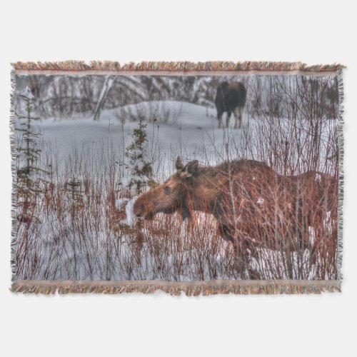 2 Wild Canadian Moose in Winter Snow I Throw Blanket