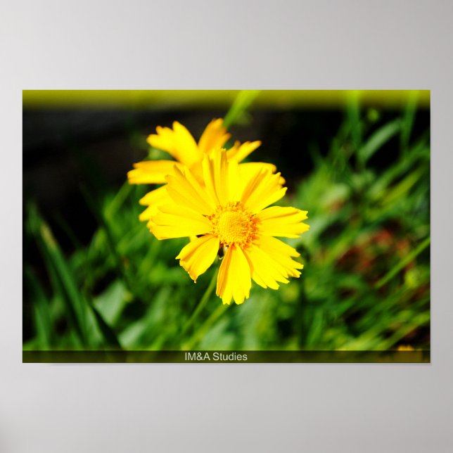 2 Yellow Flowers Poster (Front)