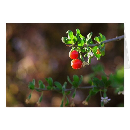 2BERRIES CARDS (Front Horizontal)