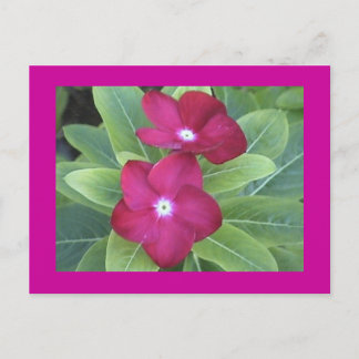 2nd Flower Postcard