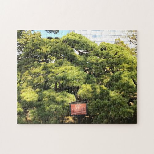 300 Year Old Pine Trees Jigsaw Puzzle