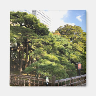 300 Year Old Pine Trees Magnet