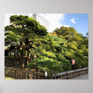 300 Year Old Pine Trees Poster