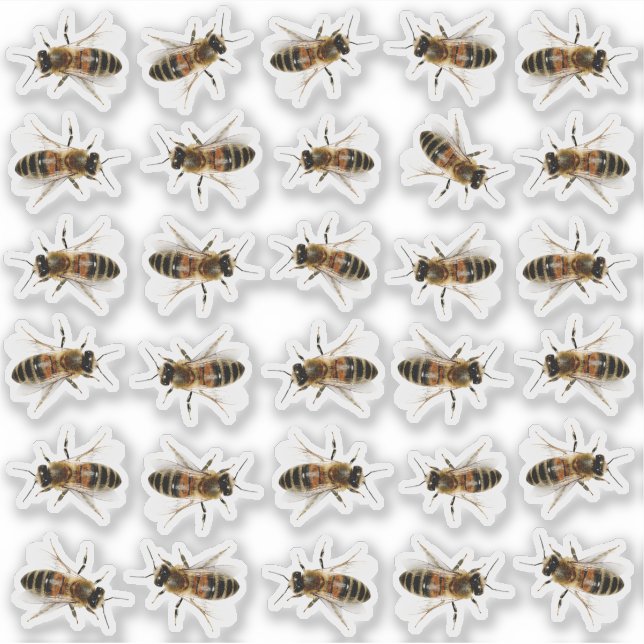 30 Life-sized Honeybee Honey Jar Lid Stickers (Front)