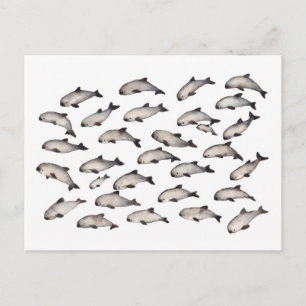 30 vaquita porpoise dolphin postcard