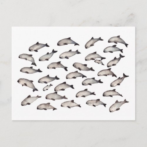 30 vaquita porpoise dolphin postcard