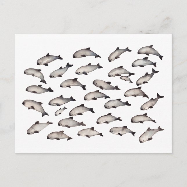 30 vaquita porpoise dolphin postcard (Front)