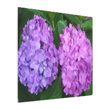 30"x20" Hydrangea