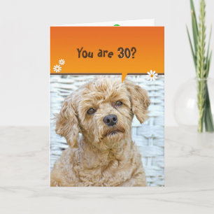 30th birthday brown poodle on wicker card